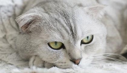 随机公牛力克森林狼，抢七大战中德罗赞末节爆发，公牛得到德罗赞