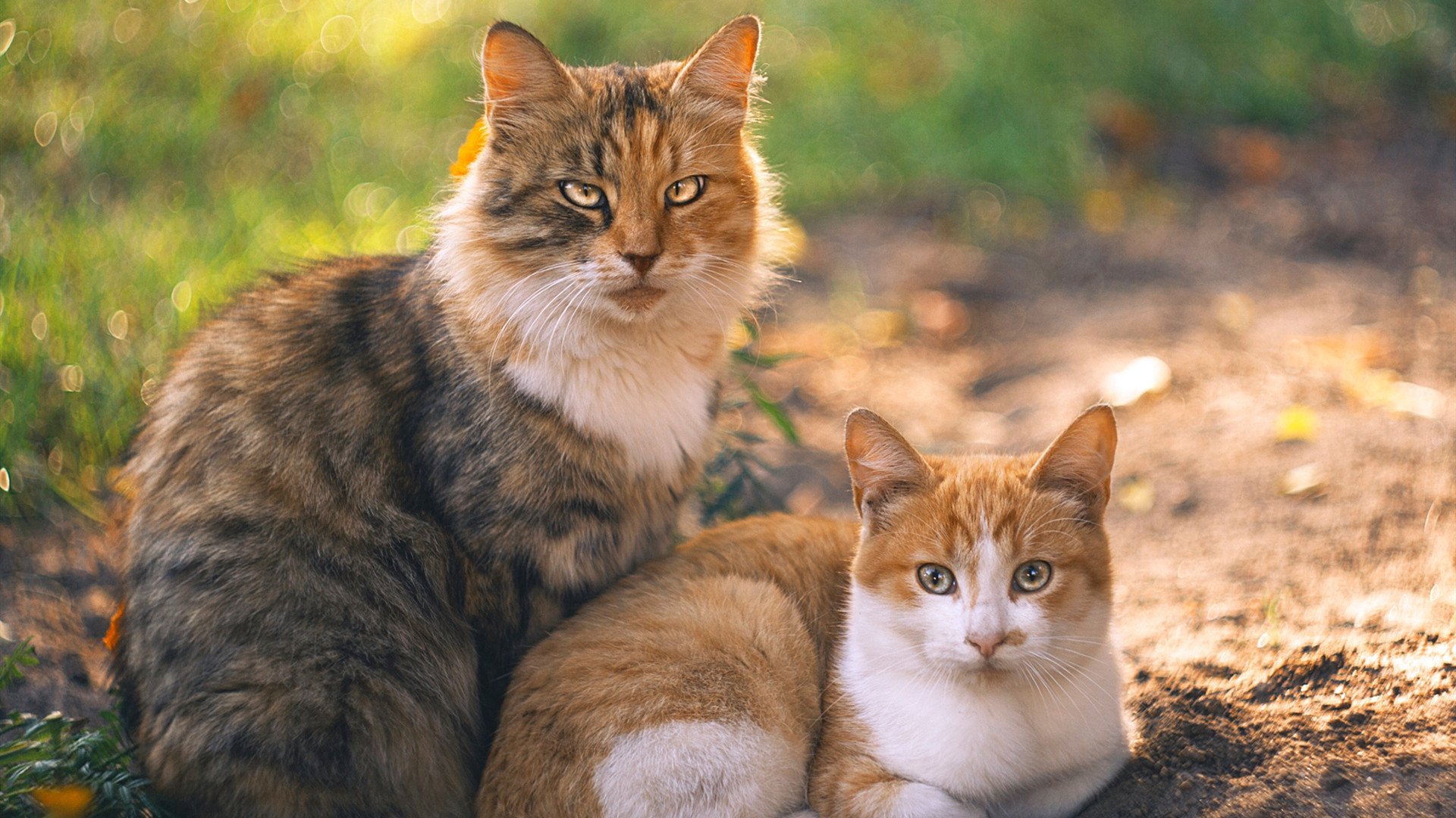 体育新闻中心联合高校开展体育传播创新研究，体育新闻传播与外语学院
