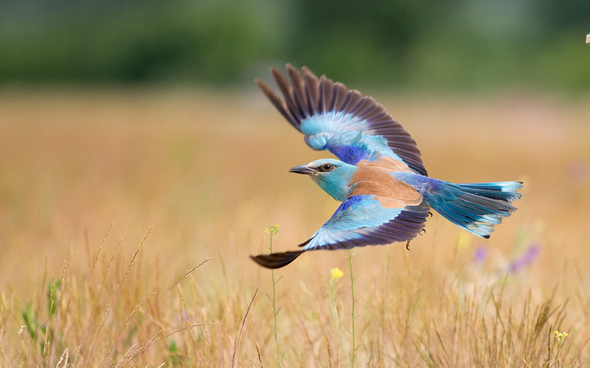体育新闻中心联合高校开展体育传播创新研究，体育新闻传播与外语学院