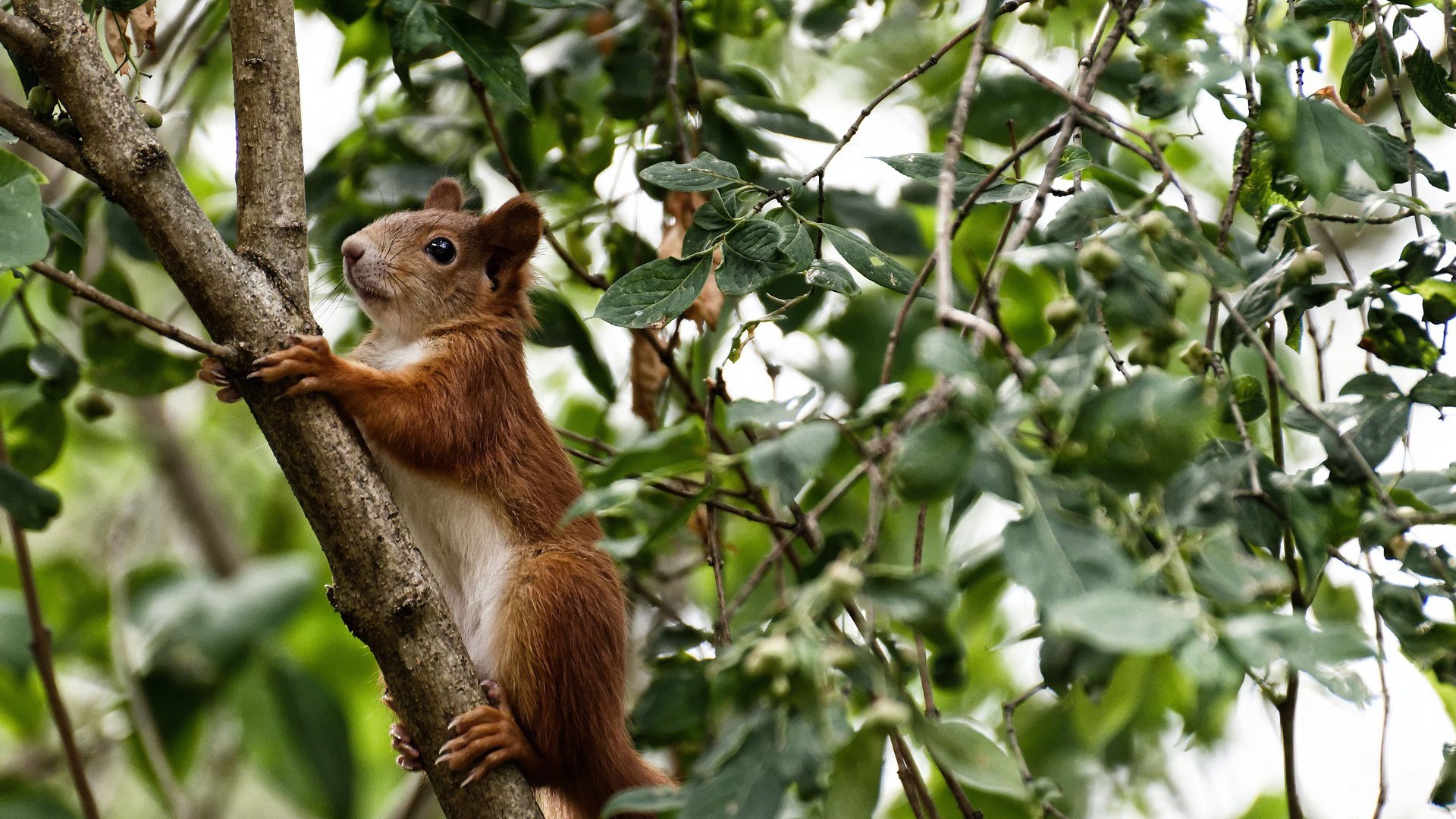 爱游戏官网-奥预赛中国队战平 球迷鼓励积极备战，奥预赛规则