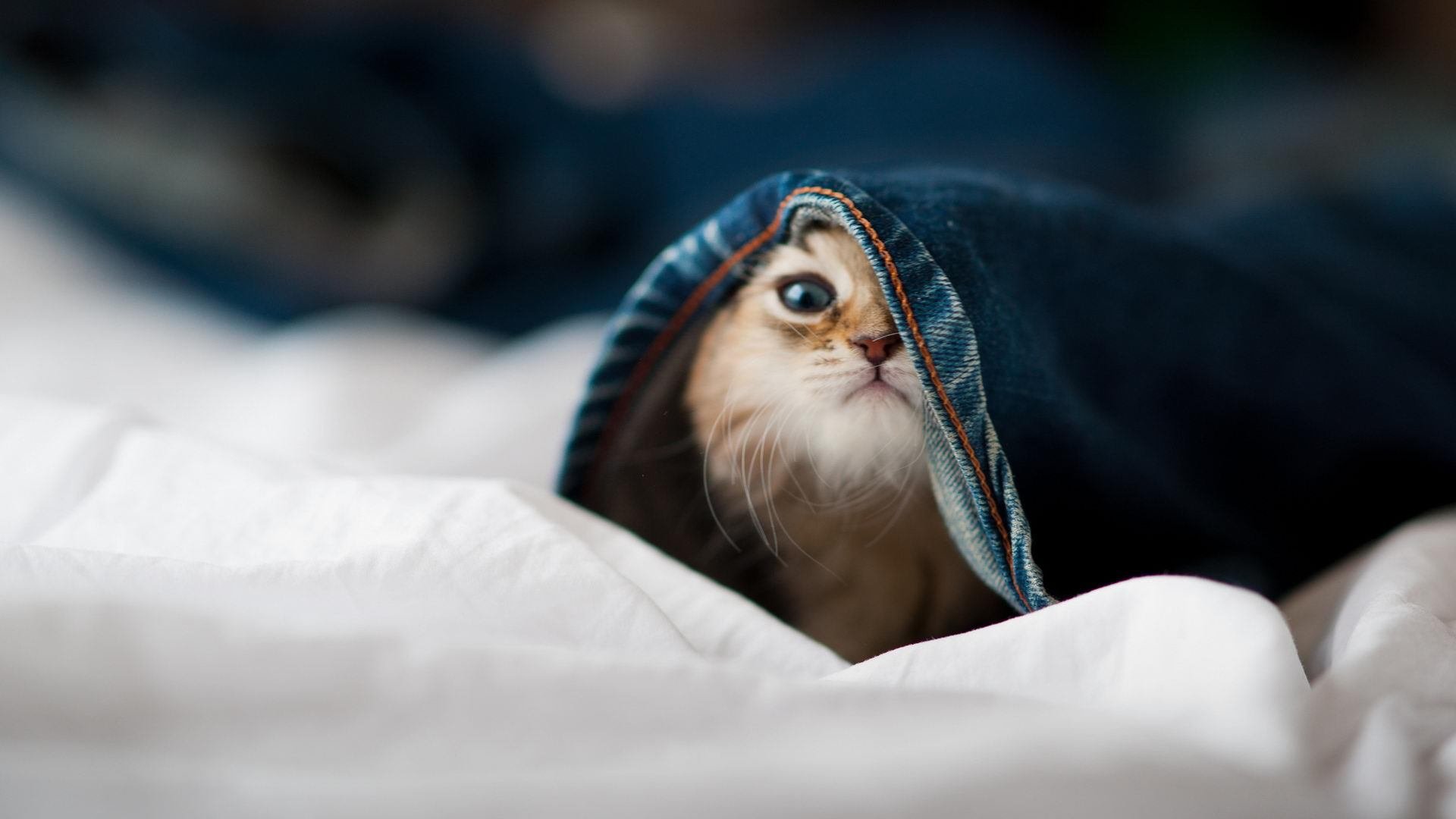 爱游戏体育（AYX）官方APP下载-中国足球职业联赛多维度分析球员表现，中国足球联赛开始走向职业化