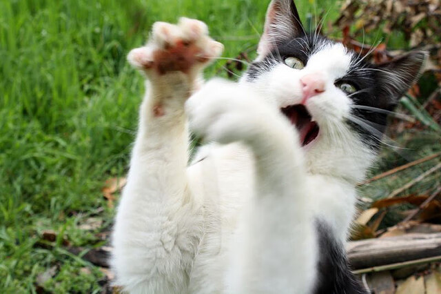 卡塔尔男篮在西亚锦标赛中夺冠，体育氛围日益浓厚