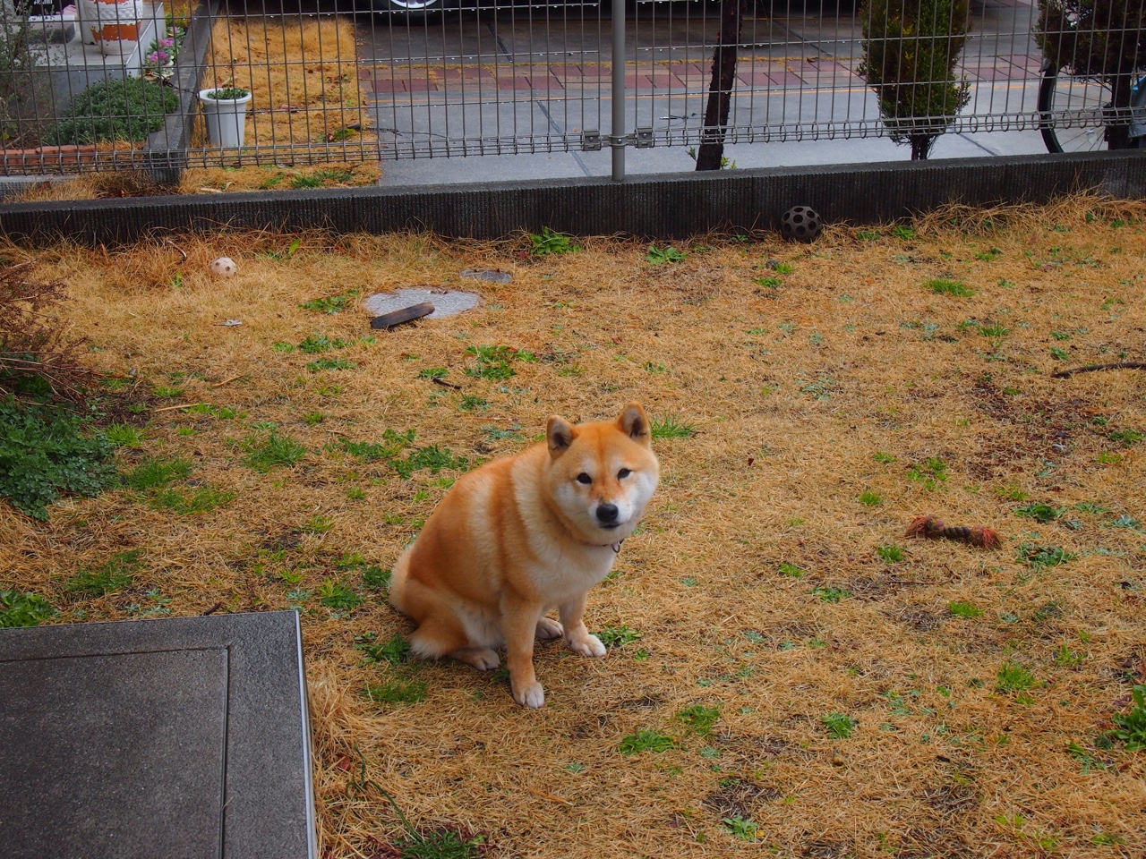 塞尔维亚女篮在欧洲锦标赛中展现强大实力,目标金牌已在望,塞尔维亚女篮欧洲冠军