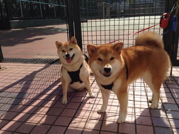 职业联赛鼓励俱乐部文化输出打造多维品牌故事，俱乐部影响力